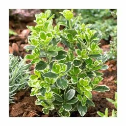 Cheapest 🔔 15cm Euonymus japonicus 'Kathy' | 9cm Pot 😍