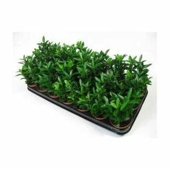 Budget 🔔 15cm Euonymus japonicus 'Macrophyllus Albus' | 9cm Pot 👏