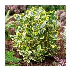 Brand new 🔥 15cm Euonymus japonicus 'Ovatus Aureus' | 9cm Pot 🛒