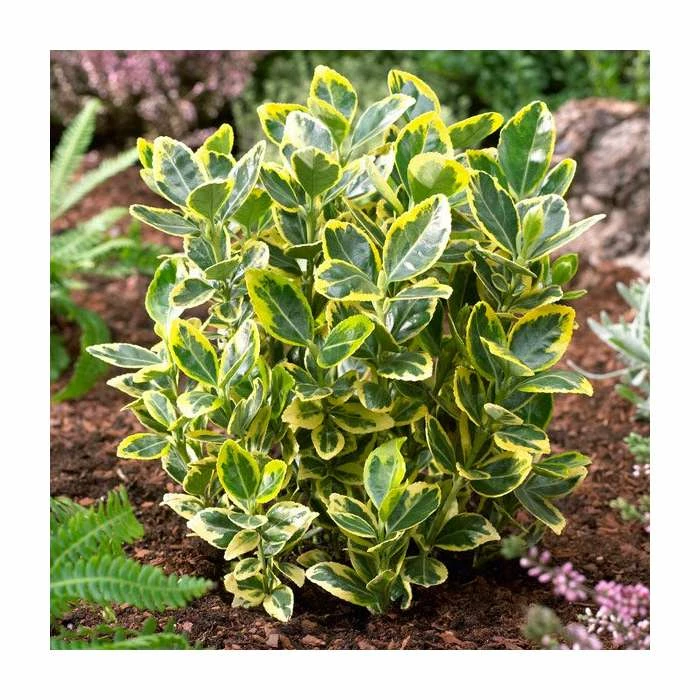 Brand new ๐ฅ 15cm Euonymus japonicus 'Ovatus Aureus' | 9cm Pot ๐ 1 Brand new ๐ฅ 15cm Euonymus japonicus 'Ovatus Aureus' | 9cm Pot ๐