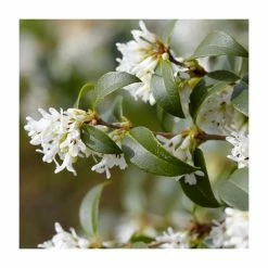 Buy 🔥 20cm Osmanthus burkwoodii | 9cm Pot 🎁