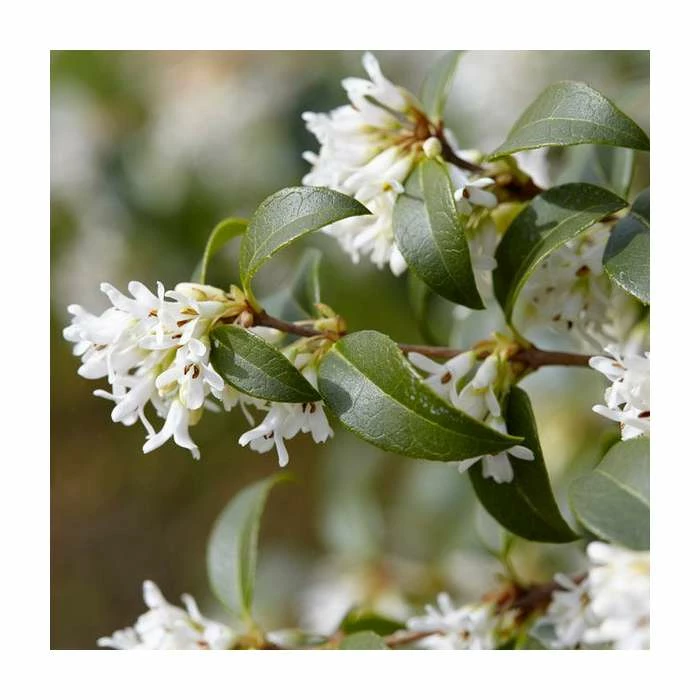 Buy ๐ฅ 20cm Osmanthus burkwoodii | 9cm Pot ๐ 1 Buy ๐ฅ 20cm Osmanthus burkwoodii | 9cm Pot ๐