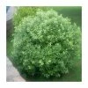 Promo 🌟 20cm Pittosporum tenuifolium | 9cm Pot ⭐