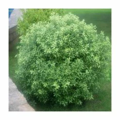 Promo 🌟 20cm Pittosporum tenuifolium | 9cm Pot ⭐