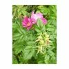Deals ⌛ 20cm Rosa rugosa 'Frau Dagmar Hastrup' | 9cm Pot 😉