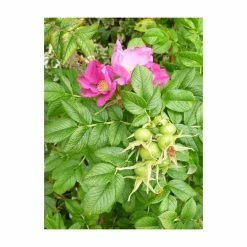 Deals ⌛ 20cm Rosa rugosa 'Frau Dagmar Hastrup' | 9cm Pot 😉