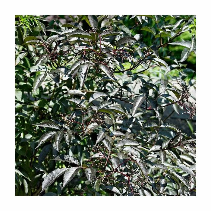 Wholesale ๐ 20cm Sambucus nigra 'Black Beauty' | Black Elder | 9cm Pot ๐งจ 1 Wholesale ๐ 20cm Sambucus nigra 'Black Beauty' | Black Elder | 9cm Pot ๐งจ