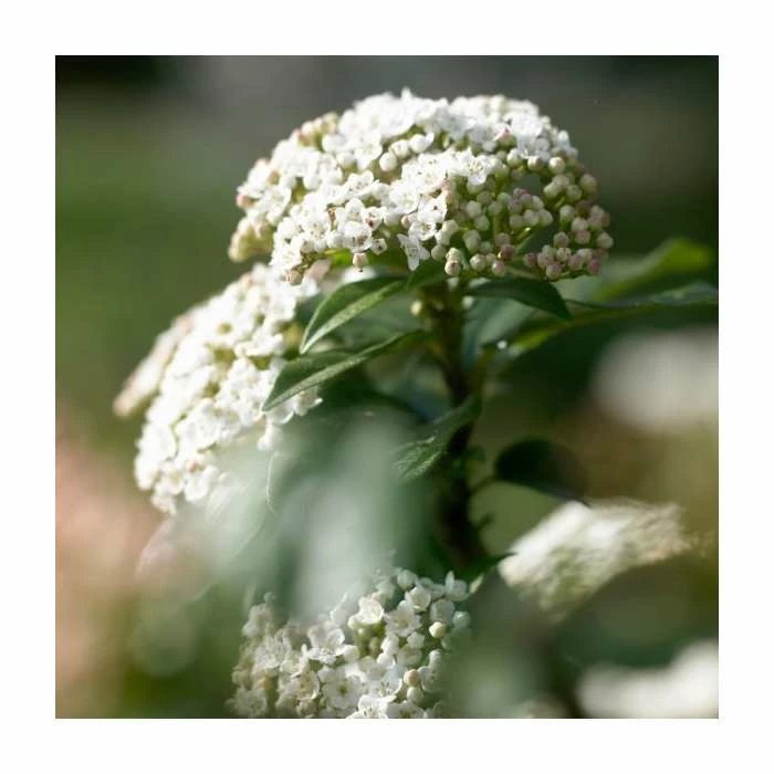 Cheap 🔔 20cm Viburnum tinus | Laurustinus | 9cm Pot 🥰 1 Cheap 🔔 20cm Viburnum tinus | Laurustinus | 9cm Pot 🥰