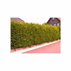 Cheapest ✔️ 30cm Leyland Cypress | Cupressus leylandii 'Castlewellan Gold' | 9cm Pot 🎁