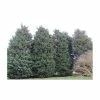 Best deal 🎁 30cm Leyland Cypress | Cupressocyparis leylandii 'Haggerston Grey' | 9cm Pot ⭐