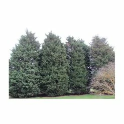 Best deal 🎁 30cm Leyland Cypress | Cupressocyparis leylandii 'Haggerston Grey' | 9cm Pot ⭐