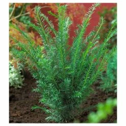 Cheap ❤️ 20cm Common Yew | Taxus baccata | 9cm Pot ⭐
