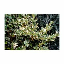 Flash Sale 💯 10cm Buxus sempervirens 'Elegantissima' | 9cm Pot 🔥