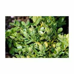 Buy 👍 10cm Buxus sempervirens 'Suffruticosa' | 9cm Pot ✔️