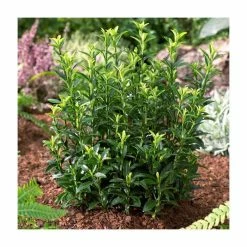 Deals 🎁 15cm Euonymus japonicus 'Microphyllus' | 9cm Pot 🥰