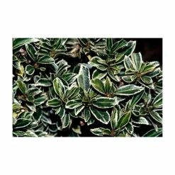 Cheapest ✔️ 15cm Euonymus japonicus 'Microphyllus Argenteus' | 9cm Pot ⌛