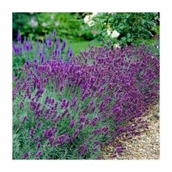 Wholesale 🎉 English Lavender | Lavandula Angustifolia 🤩