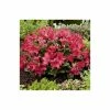 Top 10 👍 15cm Rhododendron 'Scarlet Wonder' | 9cm Pot 😉