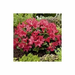 Top 10 👍 15cm Rhododendron 'Scarlet Wonder' | 9cm Pot 😉