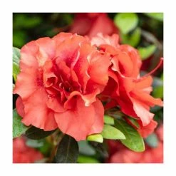 Budget ❤️ 15cm Orange-Red Evergreen Azalea | Rhododendron | 9cm Pot 🎁