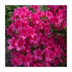 Best Sale 😀 15cm Pink Evergreen Azalea | Rhododendron| 9cm Pot 👍