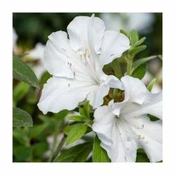 Top 10 👏 15cm White Evergreen Azalea | Rhododendron | 9cm Pot ✔️