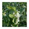 Deals 👏 15cm 🎄 Christmas Box | Sarcococca Confusa | 9cm Pot 🌟