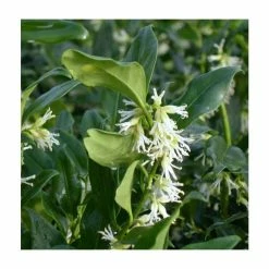 Deals 👏 15cm 🎄 Christmas Box | Sarcococca Confusa | 9cm Pot 🌟