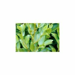 Flash Sale 😀 45cm New Zealand Broadleaf | Griselinia littoralis 'Kapuka' | 9cm Pot ⭐