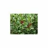 Promo ✔️ 30cm Common Holly | Ilex aquifolium | 9cm Pot ✨