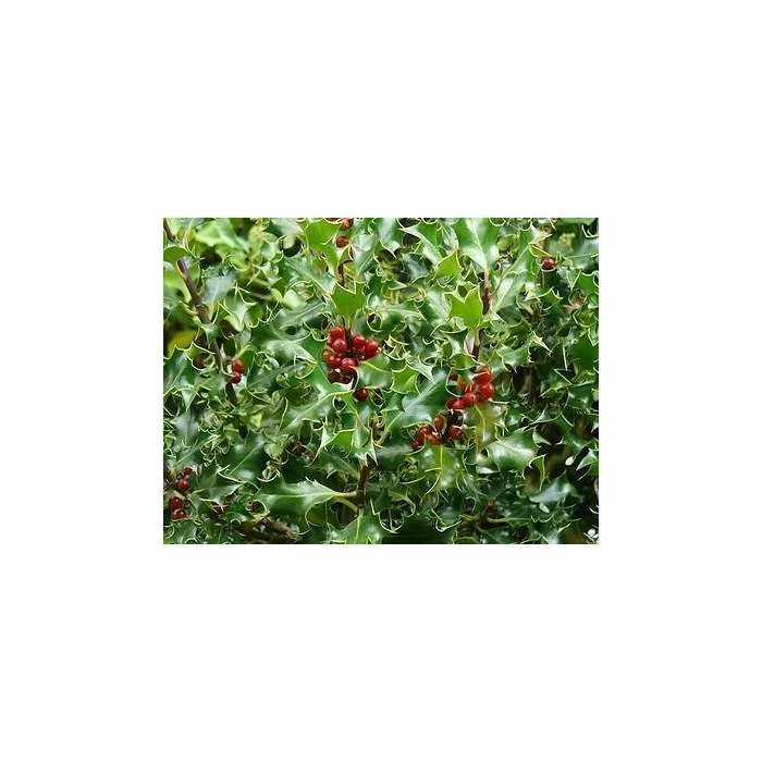 Promo ✔️ 30cm Common Holly | Ilex aquifolium | 9cm Pot ✨ 1 Promo ✔️ 30cm Common Holly | Ilex aquifolium | 9cm Pot ✨