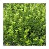 Promo 😍 15cm Box | Buxus sempervirens | 9cm Pot 😍