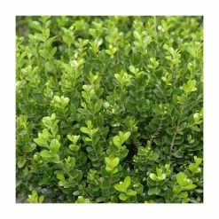 Promo 😍 15cm Box | Buxus sempervirens | 9cm Pot 😍