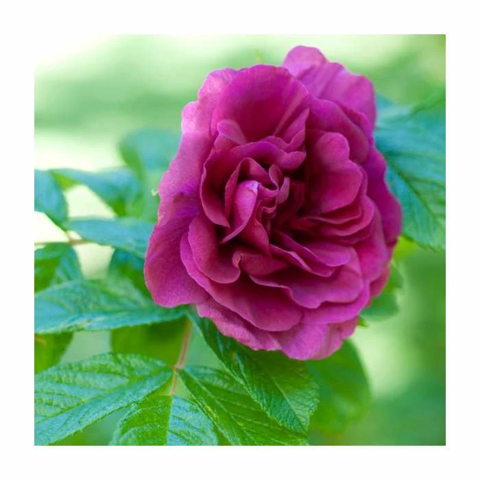 Budget ๐ฏ 15 - 20cm Rosa rugosa 'Hansa' | 9cm Pot ๐ฅ 1 Budget ๐ฏ 15 - 20cm Rosa rugosa 'Hansa' | 9cm Pot ๐ฅ