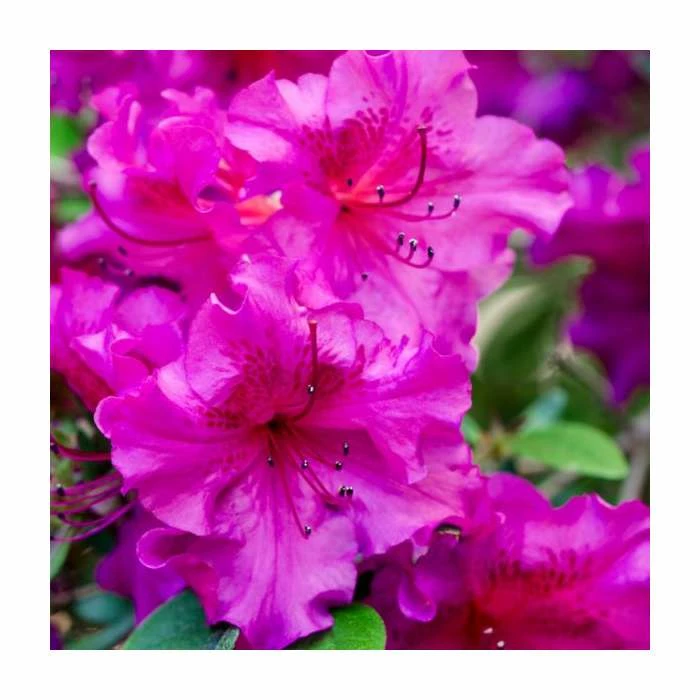Discount ๐ 10 - 15cm Rhododendron (Evergreen Azalea) 'Purple' | 9cm Pot ๐ฅฐ 1 Discount ๐ 10 - 15cm Rhododendron (Evergreen Azalea) 'Purple' | 9cm Pot ๐ฅฐ