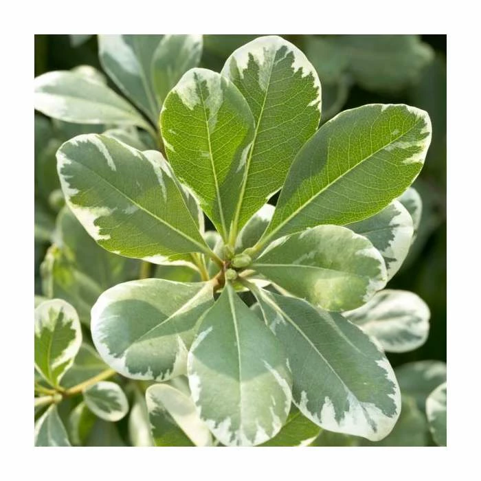 Top 10 ๐ 15 - 20cm Pittosporum tenuifolium 'Variegatum' | Kohuhu | 9cm Pot โญ 2 Top 10 ๐ 15 - 20cm Pittosporum tenuifolium 'Variegatum' | Kohuhu | 9cm Pot โญ - Image 2