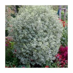 Top 10 👍 15 - 20cm Pittosporum tenuifolium 'Variegatum' | Kohuhu | 9cm Pot ⭐