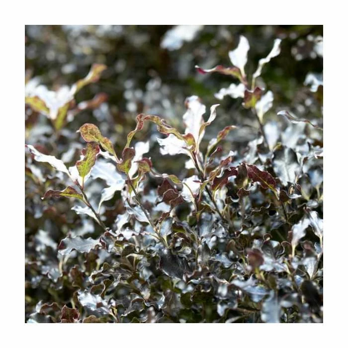 Coupon ๐ 15 - 20cm Pittosporum tenuifolium 'Tom Thumb' | 9cm Pot ๐ฅ 2 Coupon ๐ 15 - 20cm Pittosporum tenuifolium 'Tom Thumb' | 9cm Pot ๐ฅ - Image 2