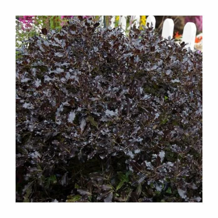 Coupon ๐ 15 - 20cm Pittosporum tenuifolium 'Tom Thumb' | 9cm Pot ๐ฅ 1 Coupon ๐ 15 - 20cm Pittosporum tenuifolium 'Tom Thumb' | 9cm Pot ๐ฅ