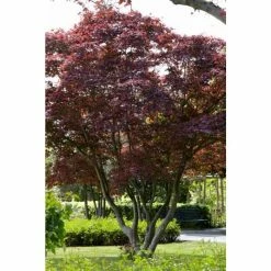 Hot Sale 😉 Acer palmatum 'Atropurpureum' | Japanese Maple Tree 💯