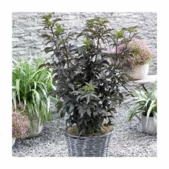 Best reviews of โ 15 - 20cm Sambucus nigra 'Black Tower' | 9cm Pot โจ