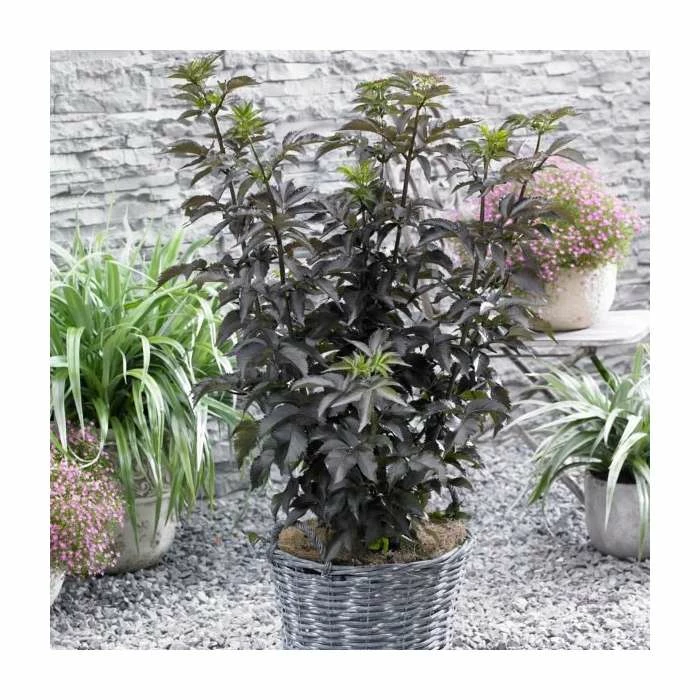 Best reviews of ⌛ 15 - 20cm Sambucus nigra 'Black Tower' | 9cm Pot ✨ 1 Best reviews of ⌛ 15 - 20cm Sambucus nigra 'Black Tower' | 9cm Pot ✨