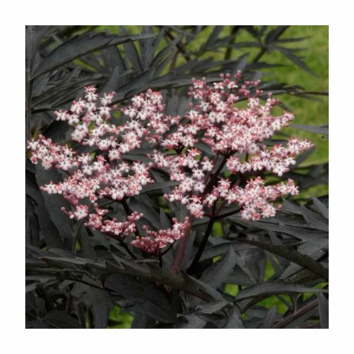 Best reviews of ⌛ 15 - 20cm Sambucus nigra 'Black Tower' | 9cm Pot ✨ 2 Best reviews of ⌛ 15 - 20cm Sambucus nigra 'Black Tower' | 9cm Pot ✨ - Image 2