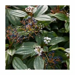 Discount โญ 15 - 20cm Viburnum davidii | 9cm Pot โ๏ธ