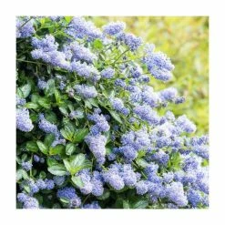 Discount ⌛ 10 - 15cm Ceonothus thyrsiflorus 'Skylark' | Californian Lilac | 9cm Pot 🥰