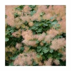 Cheap 💯 15 - 20cm Cotinus coggygria 'Purpureus' | Smoke Tree | 9cm Pot 💯