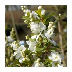 Best reviews of ✔️ 15 - 20cm Exochorda racemosa (Magical Springtime) | 9cm Pot 😍