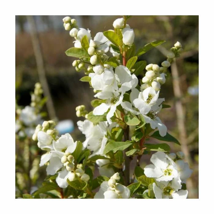 Best reviews of โ๏ธ 15 - 20cm Exochorda racemosa (Magical Springtime) | 9cm Pot ๐ 1 Best reviews of โ๏ธ 15 - 20cm Exochorda racemosa (Magical Springtime) | 9cm Pot ๐