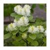 Cheapest 🧨 10 - 15cm Fothergilla major | Mountain Witch Alder | 9cm Pot 🔔