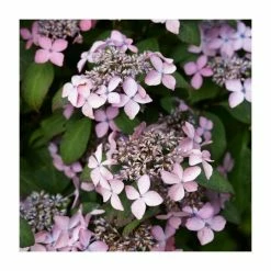 New 🔔 15 - 20cm Hydrangea serrata 'Preziosa' | 9cm Pot 🎁